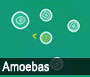 Amoebas